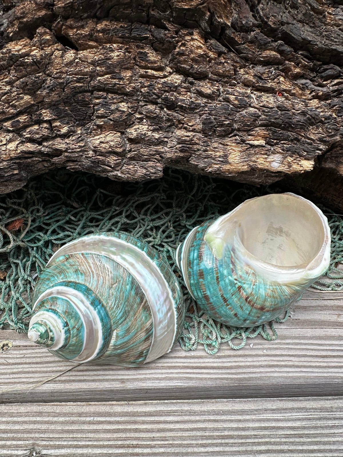 Large Banded Jade & Pearl Turbo Shell- 3 Sizes