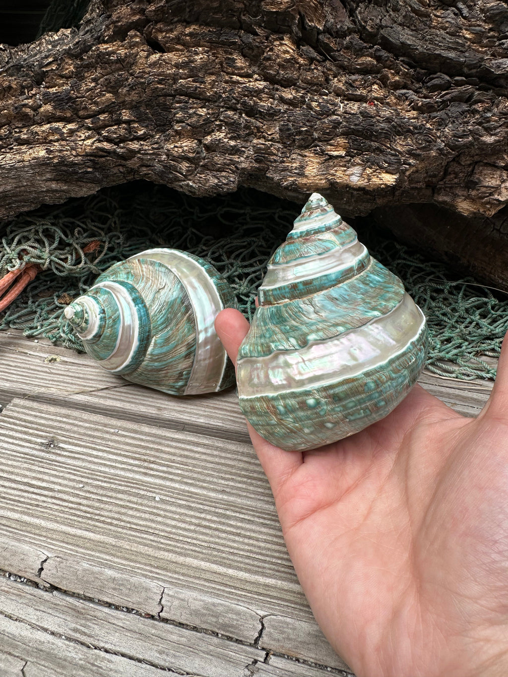 Large Banded Jade & Pearl Turbo Shell- 3 Sizes