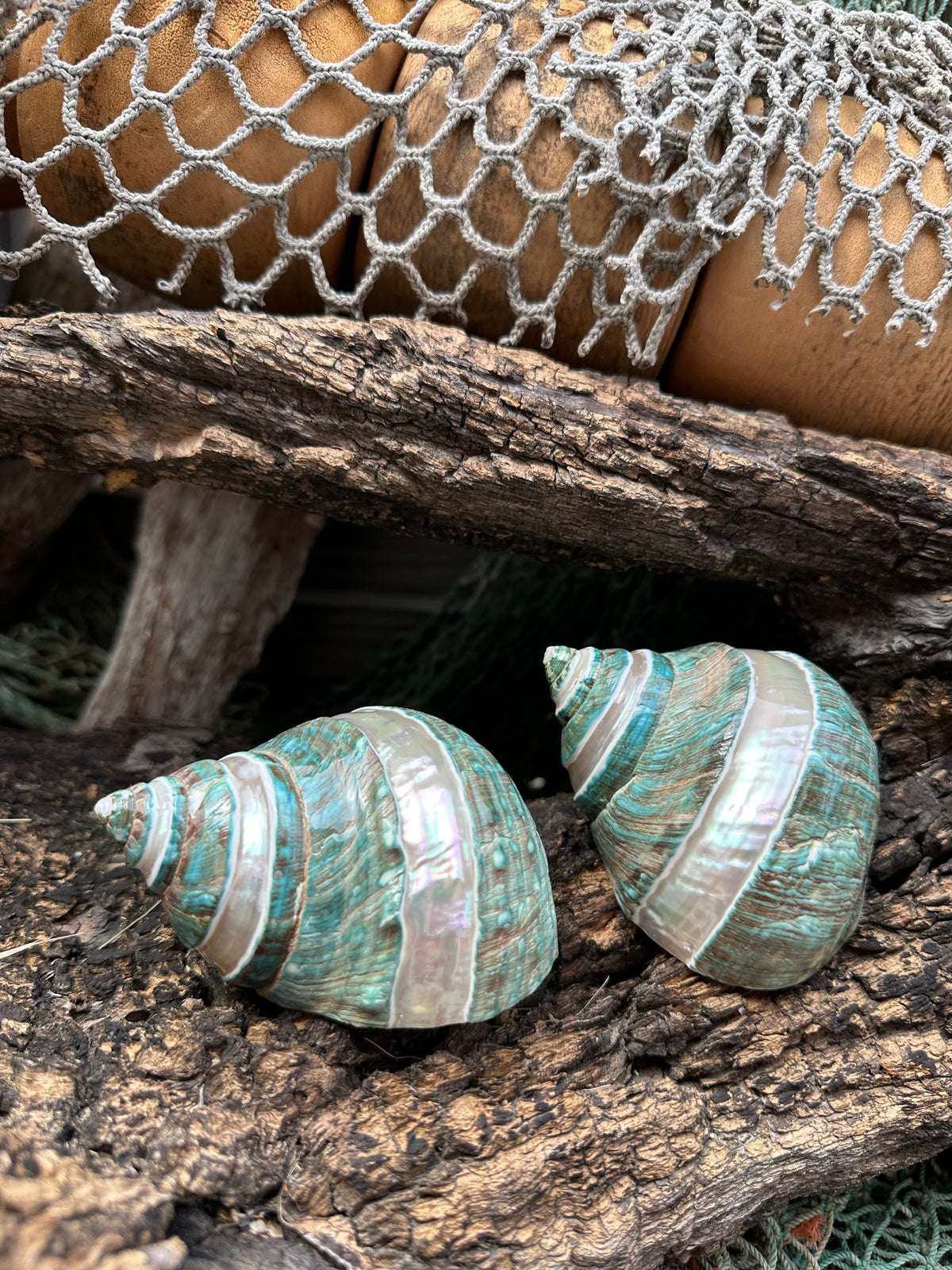 Large Banded Jade & Pearl Turbo Shell- 3 Sizes