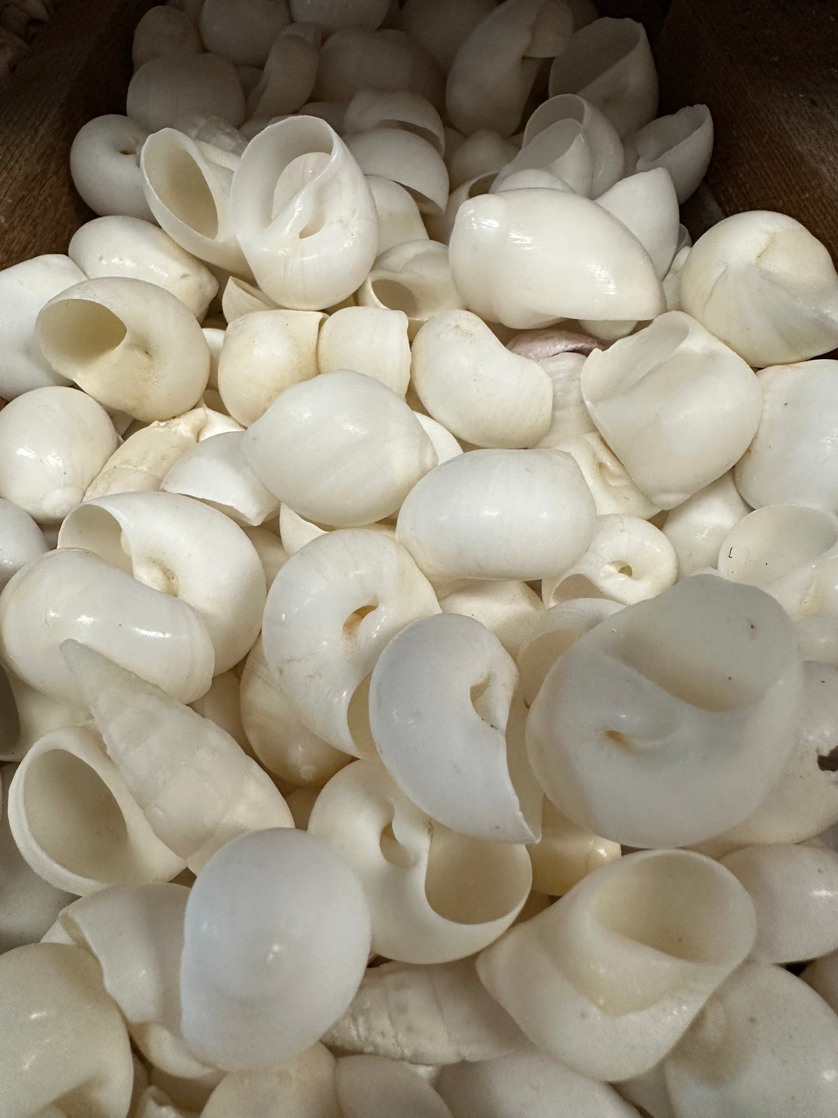 Bulk White Moon Snail Shells – Natica mamillia Craft Shells