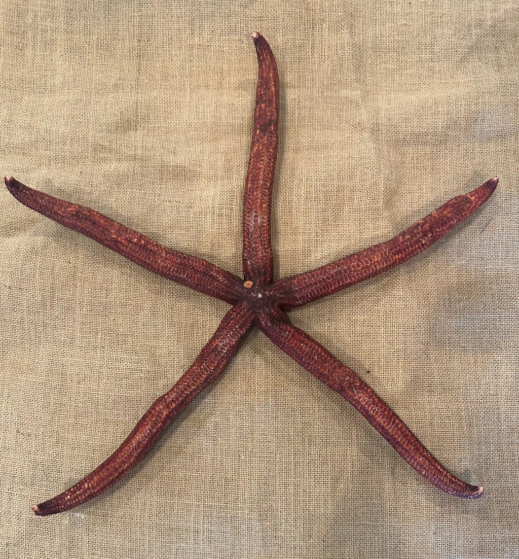 Giant Red Starfish 20"