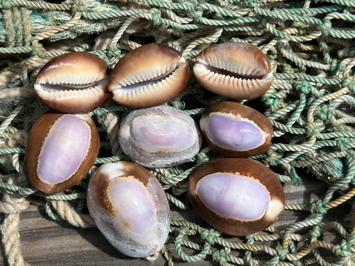 Purple Top Snakehead Cowrie Serpent's Head Cowry