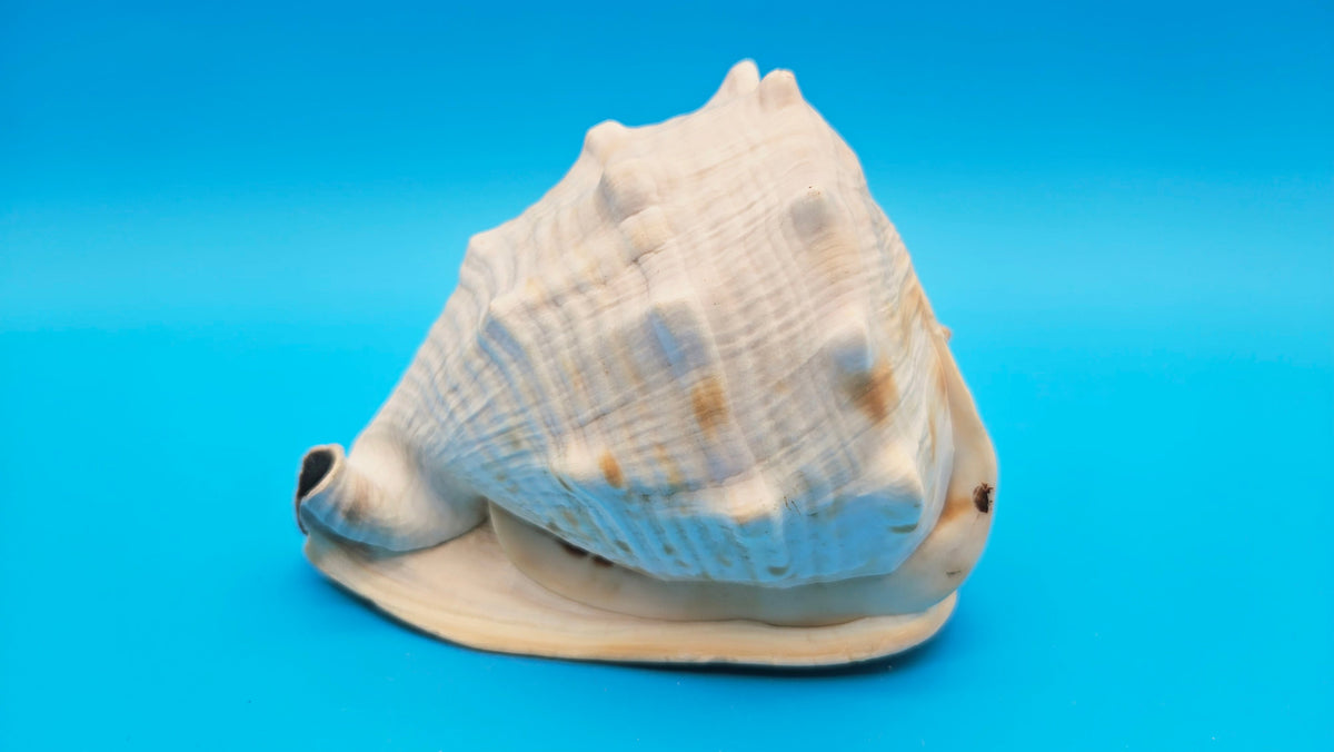 Queen Emperor Helmet Shell (Cassis Madagascariensis)