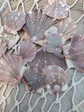 Baby Flat Scallops | Pixadatus pyxidata Coastal Display Shells – Bulk Available