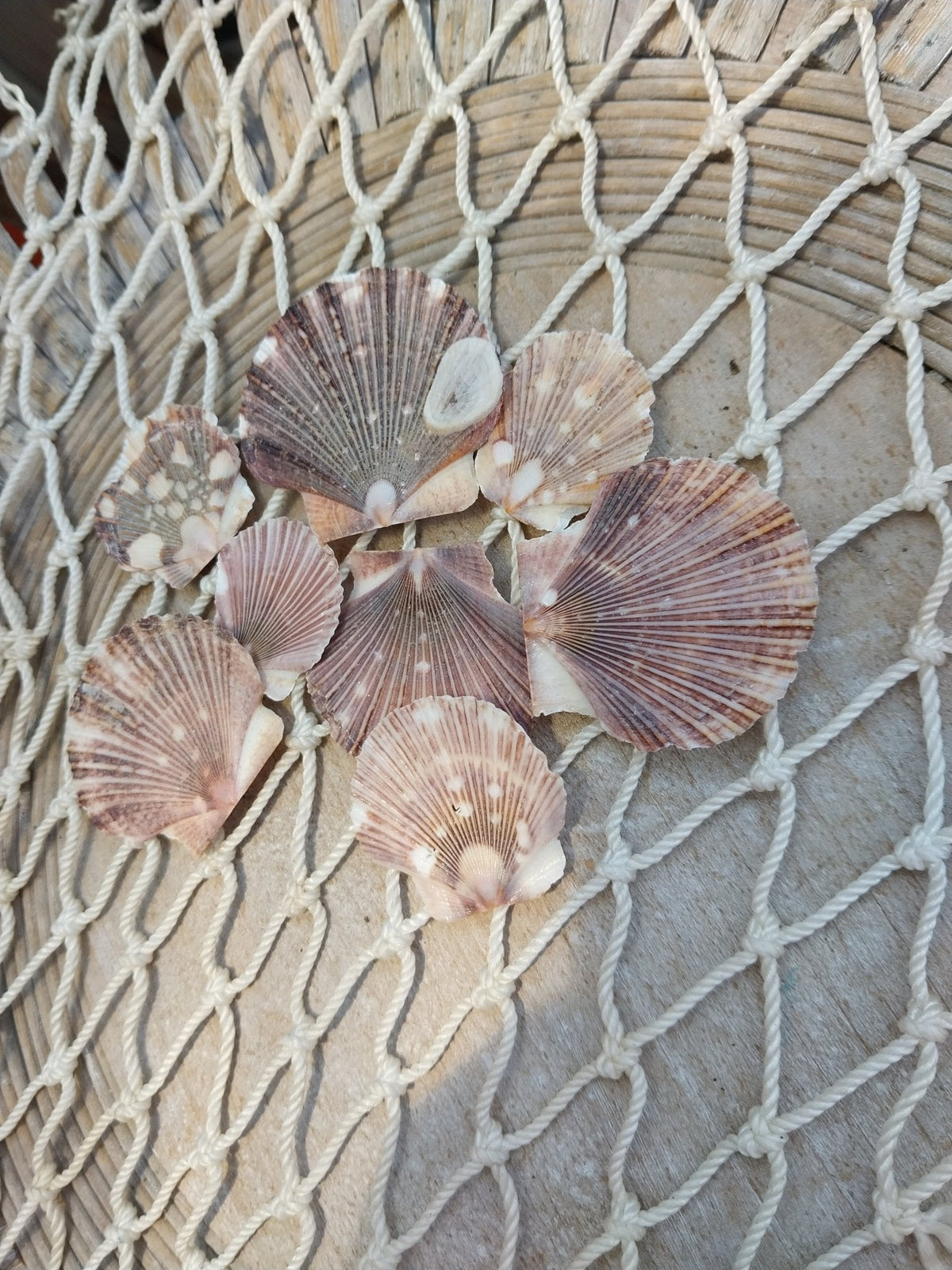 Baby Flat Scallops | Pixadatus pyxidata Coastal Display Shells – Bulk Available
