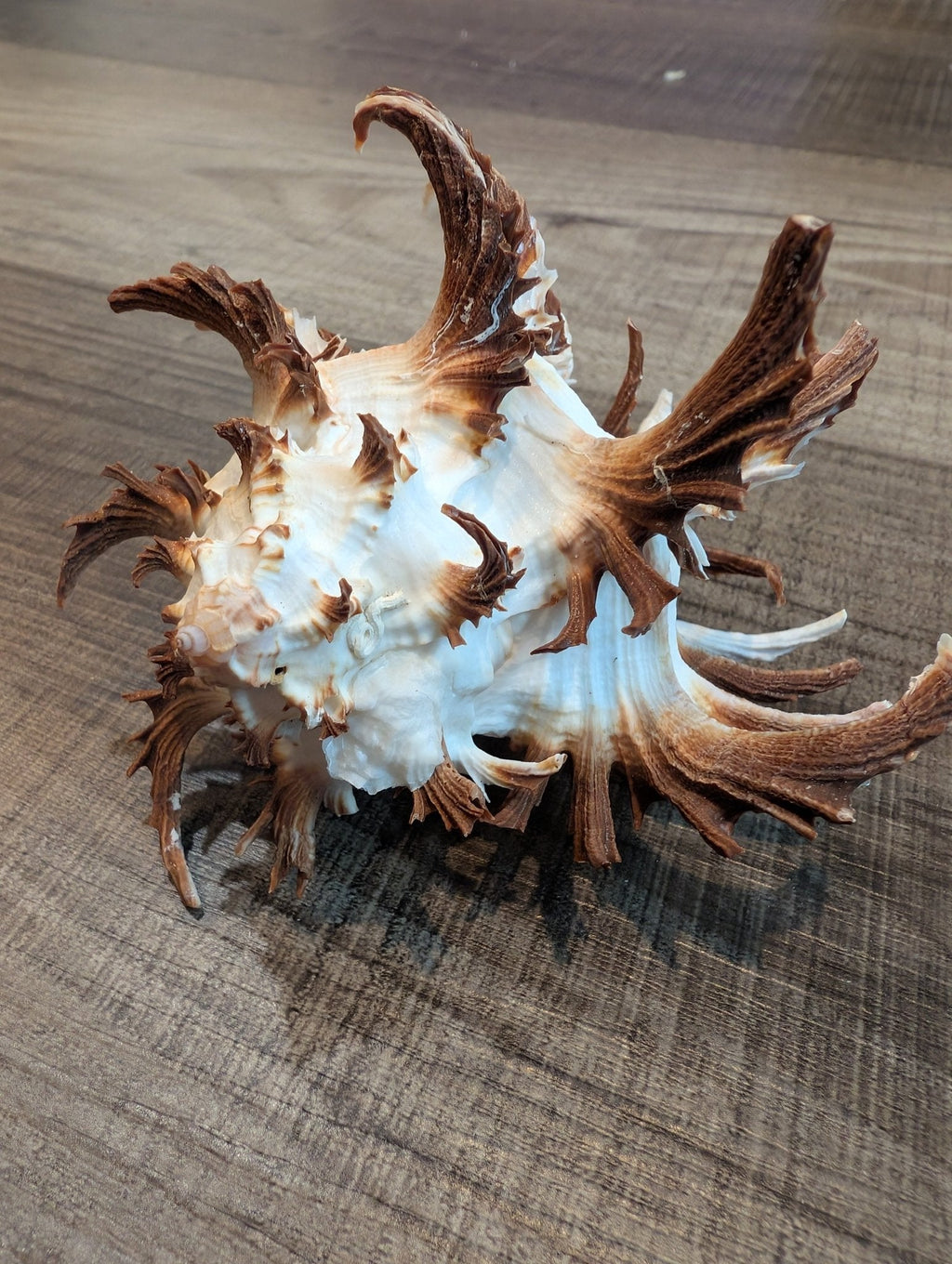 Brown Murex Endive Shell Long Spines - Murex endivia