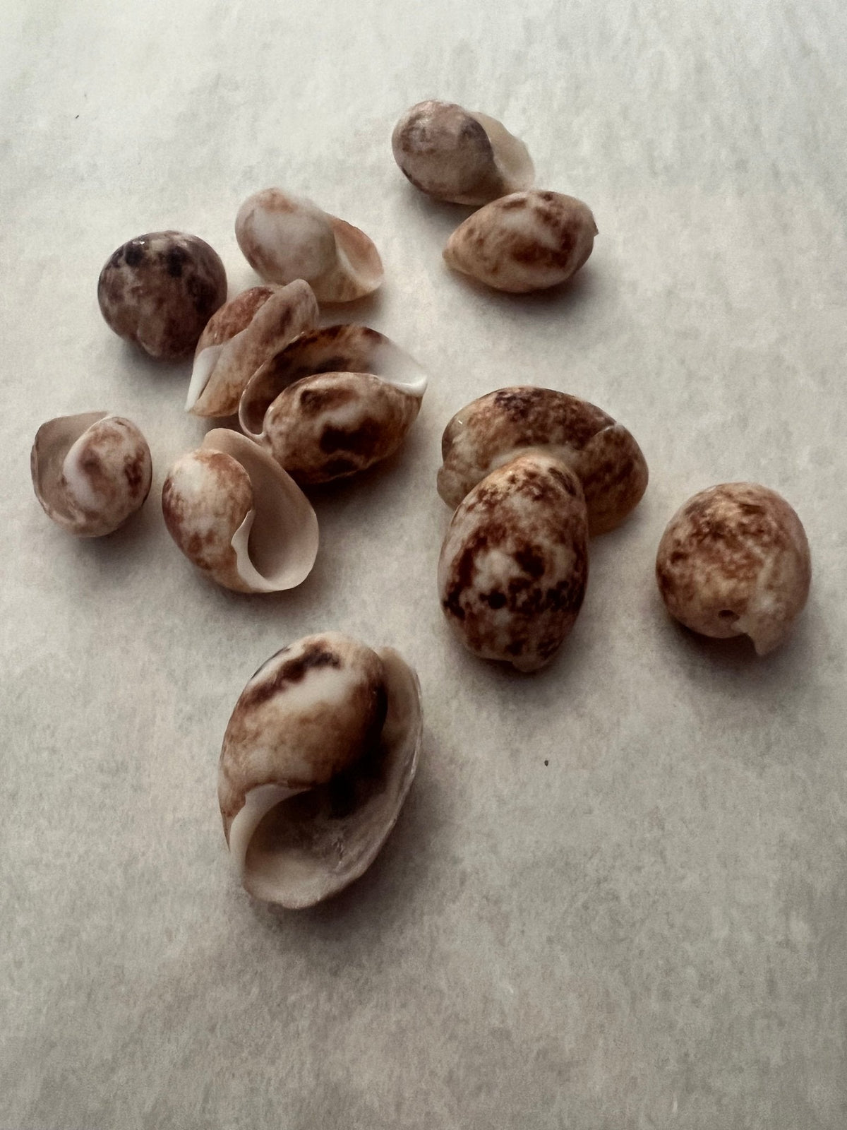 Brown Bubble Shell (Bulla quoyii)