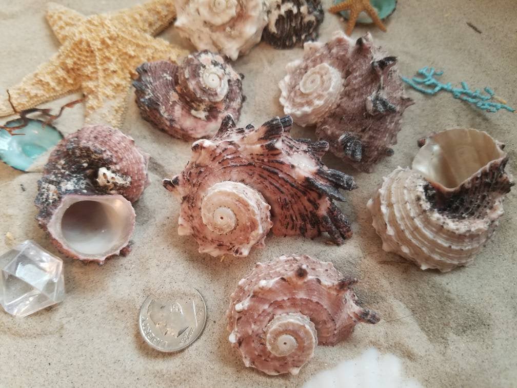 Delphinula Shells Pink Turban Turbo Spiral