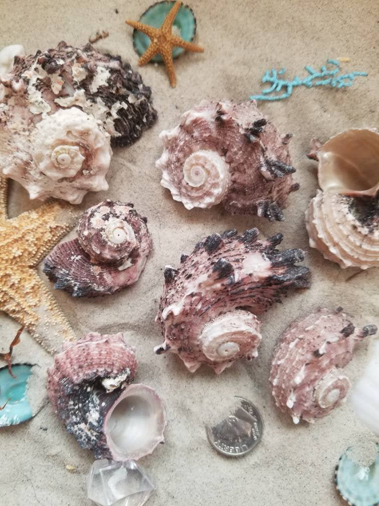 Delphinula Shells Pink Turban Turbo Spiral