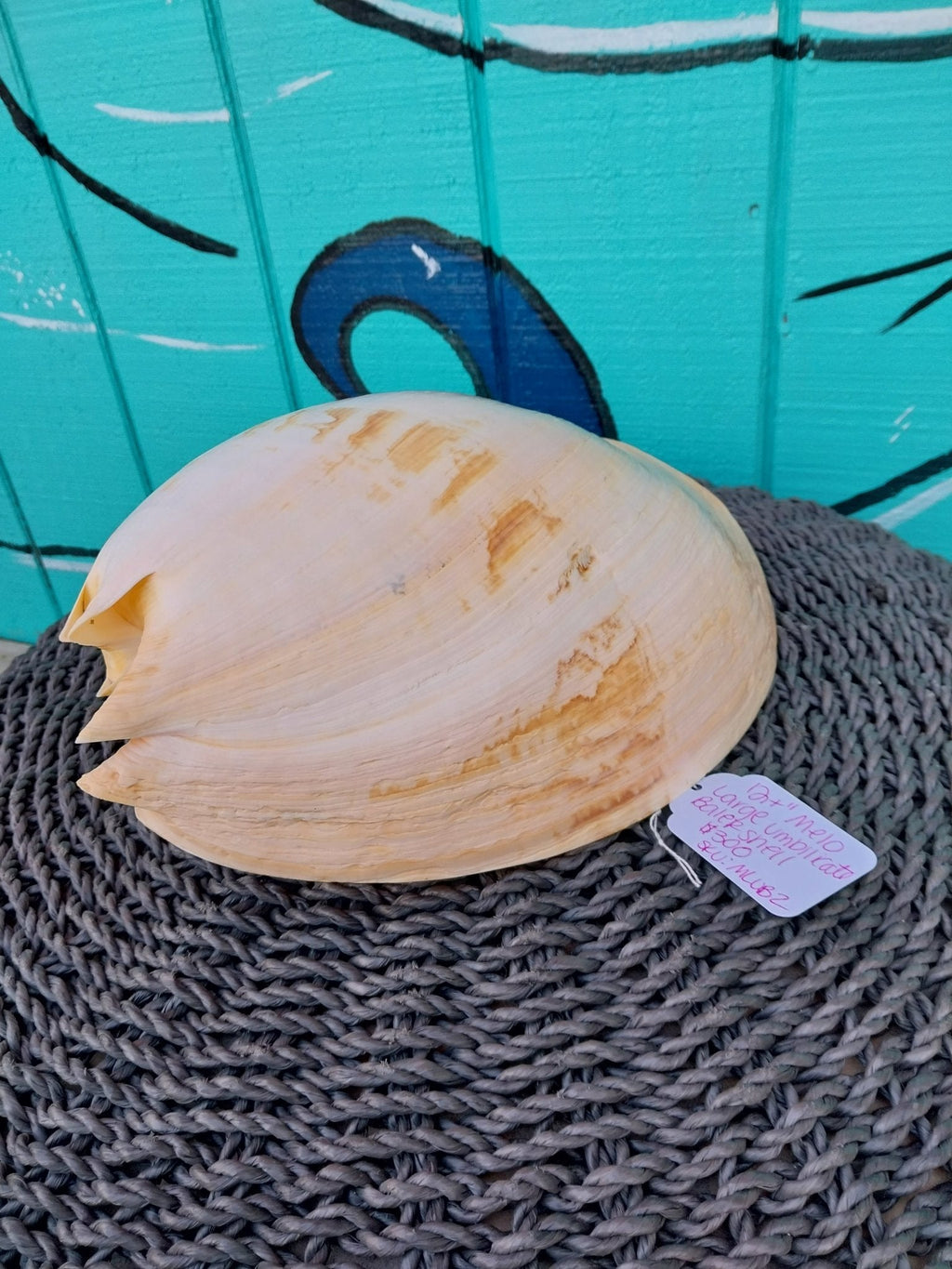 Extra Large Umbilicate Baler Melo Shell 12+'" Exact Shown