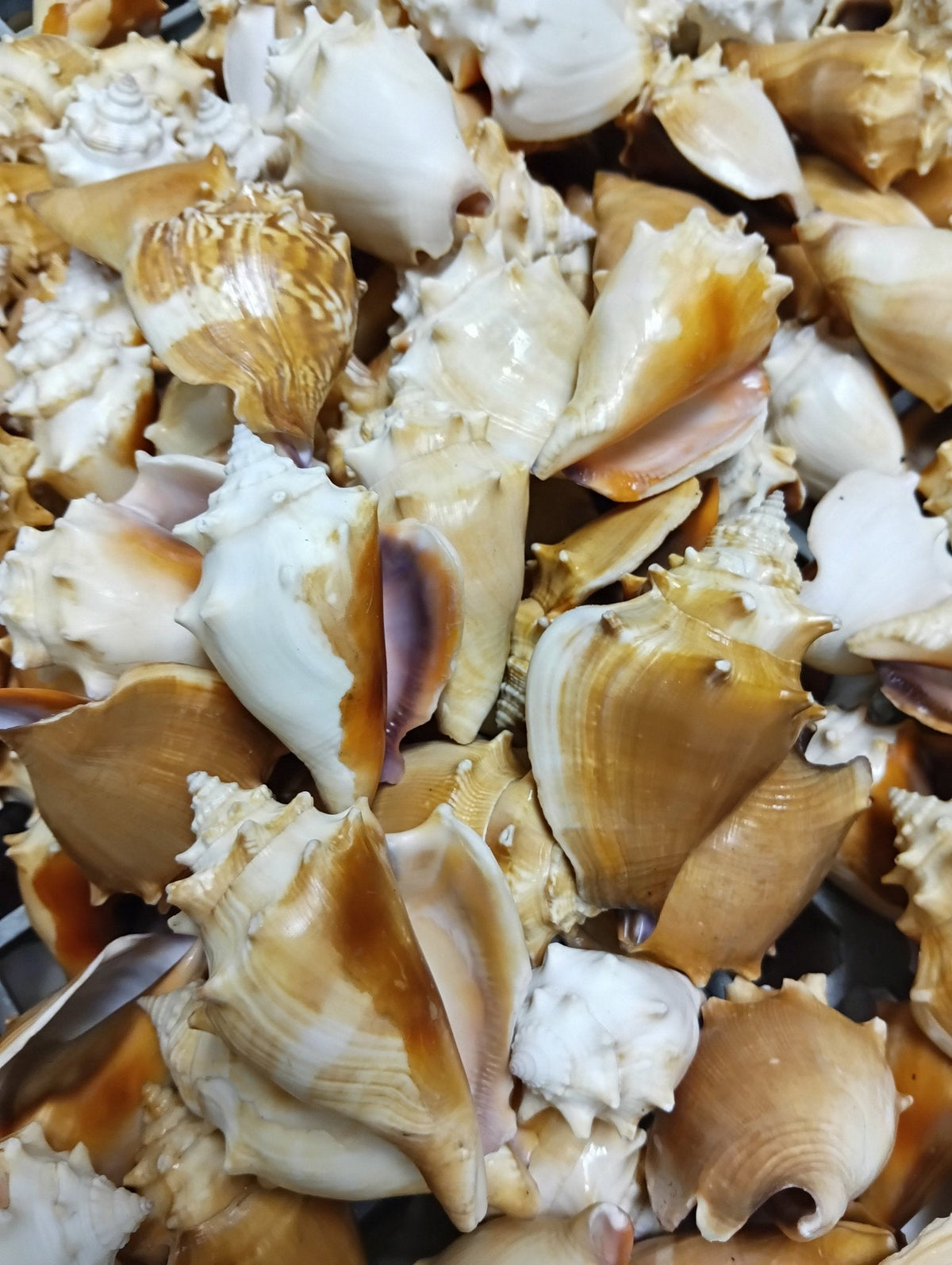 Fighting Conch Shell (Strombus pugilis)