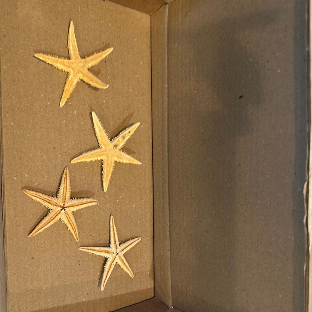 Real Flat Starfish