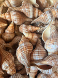 Fusie Conch Shell Fusinus