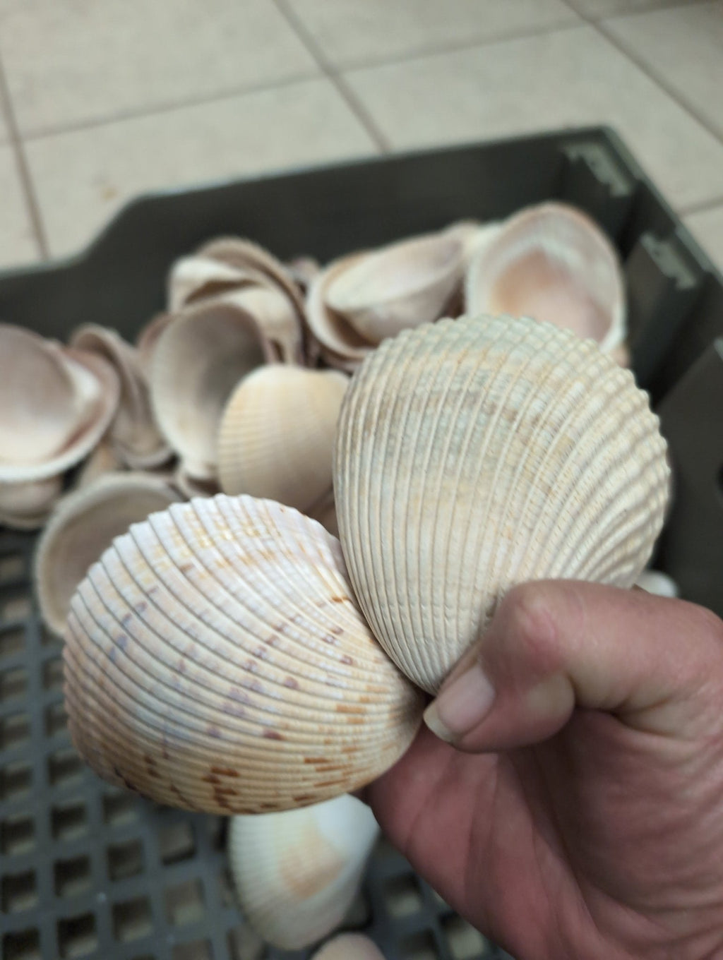 Giant Atlantic Cockle Shells (Dinocardium robustum)