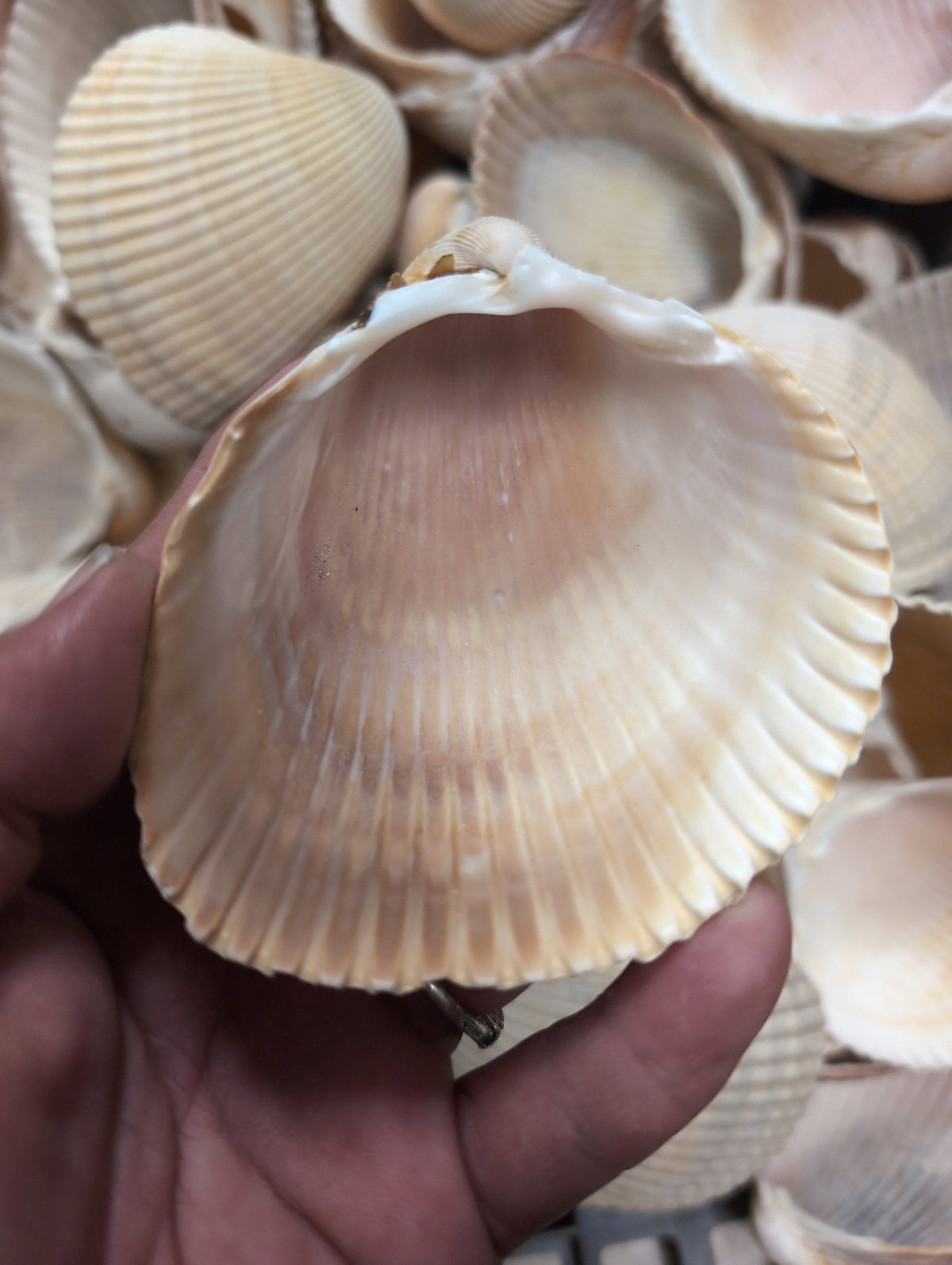 Giant Atlantic Cockle Shells (Dinocardium robustum)