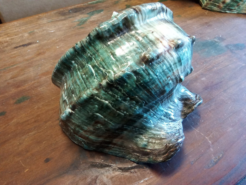 Giant Green Marmoratus Turban Shell