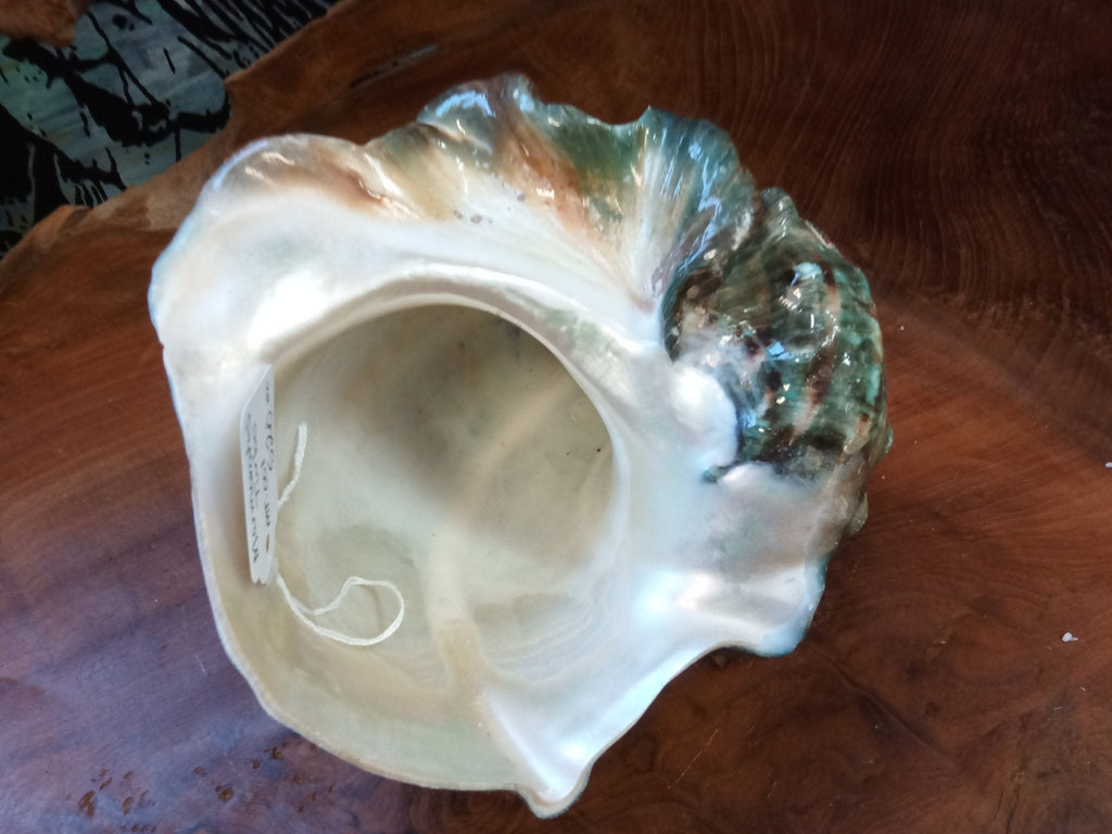 Giant Green Marmoratus Turban Shell