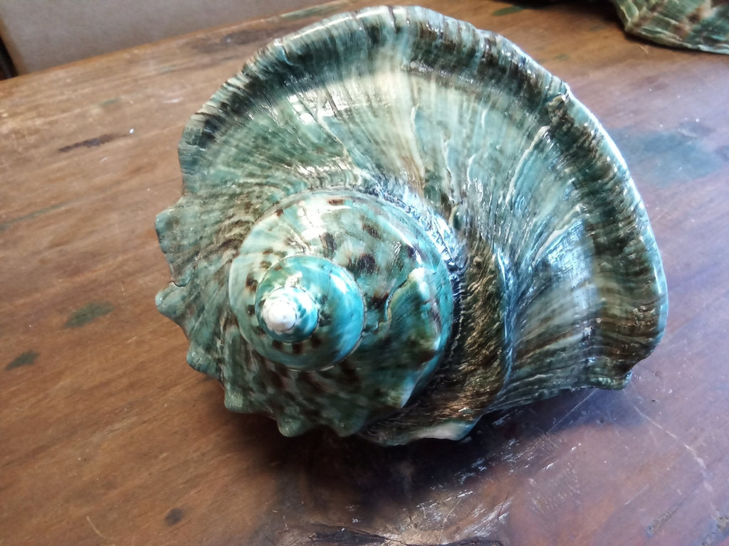 Giant Green Marmoratus Turban Shell