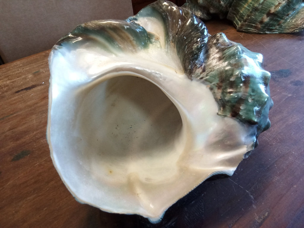 Giant Green Marmoratus Turban Shell