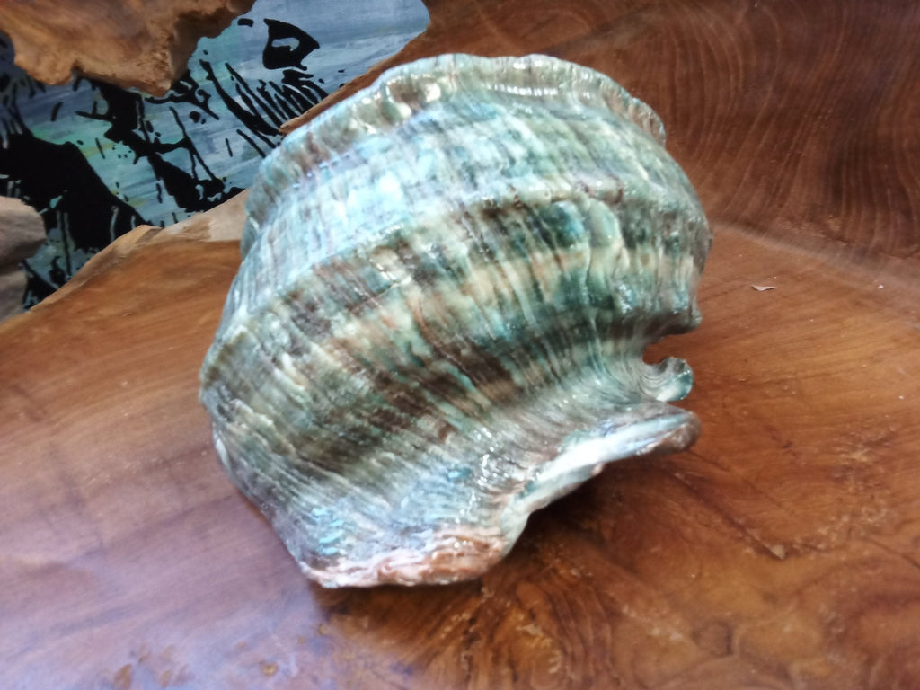 Giant Green Marmoratus Turban Shell