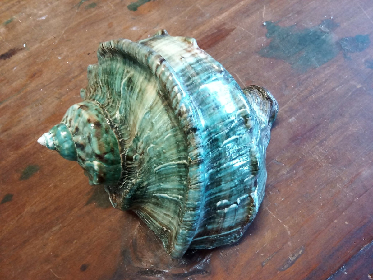 Giant Green Marmoratus Turban Shell