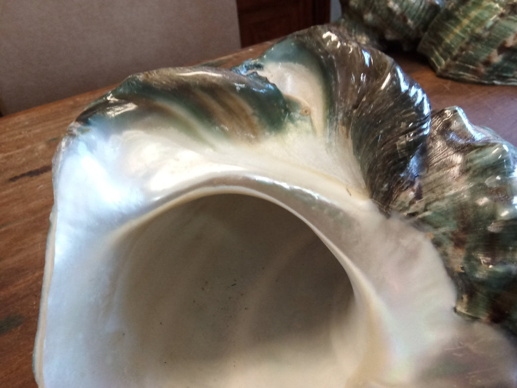 Giant Green Marmoratus Turban Shell