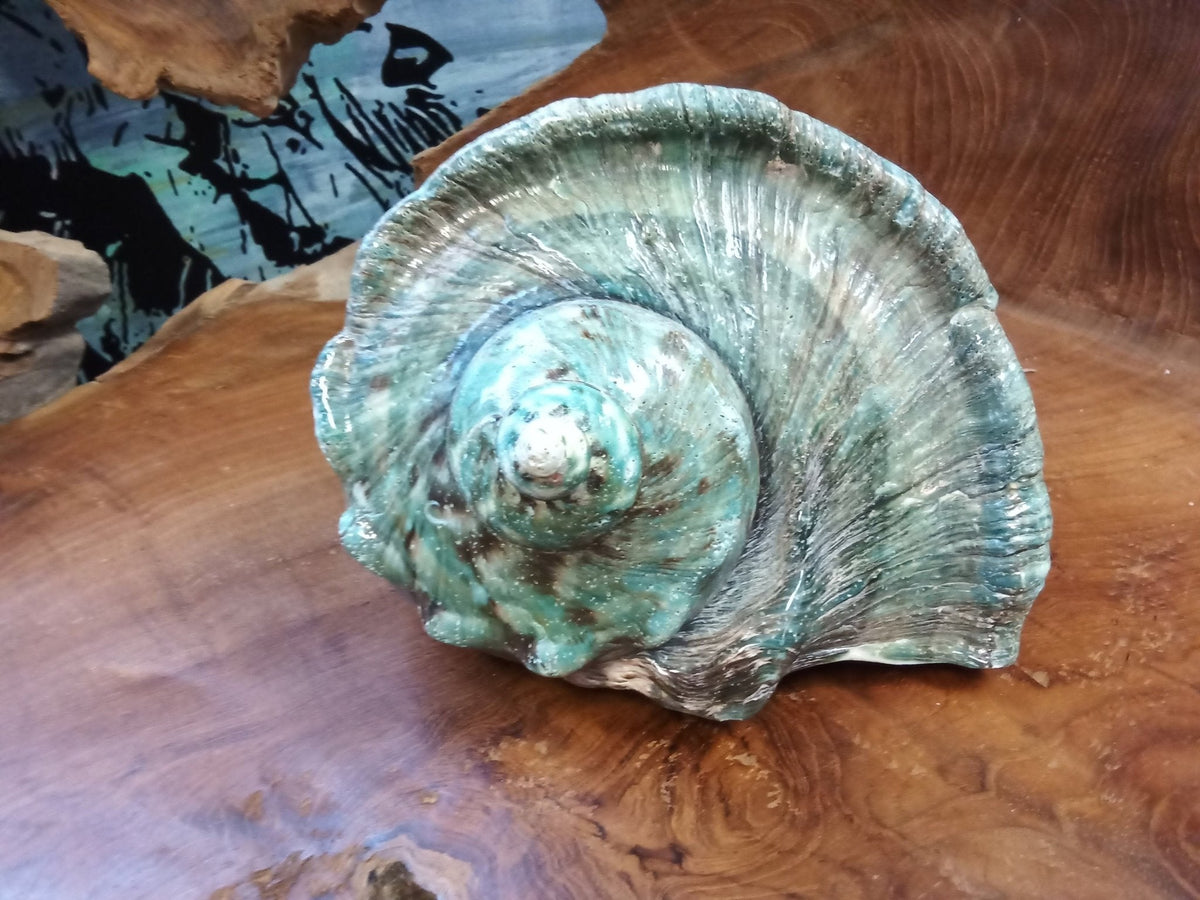 Giant Green Marmoratus Turban Shell