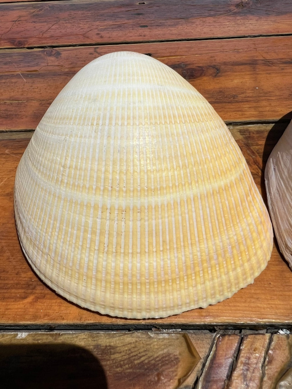 Giant Pacific Heart Egg Cockle Shell Pair 5-6" (Laevicardium elatum)