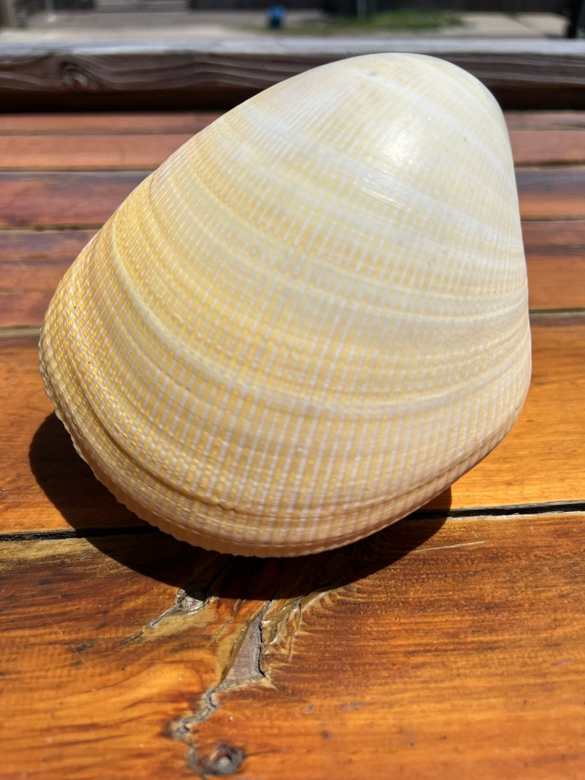 Giant Pacific Heart Egg Cockle Shell Pair 5-6" (Laevicardium elatum)