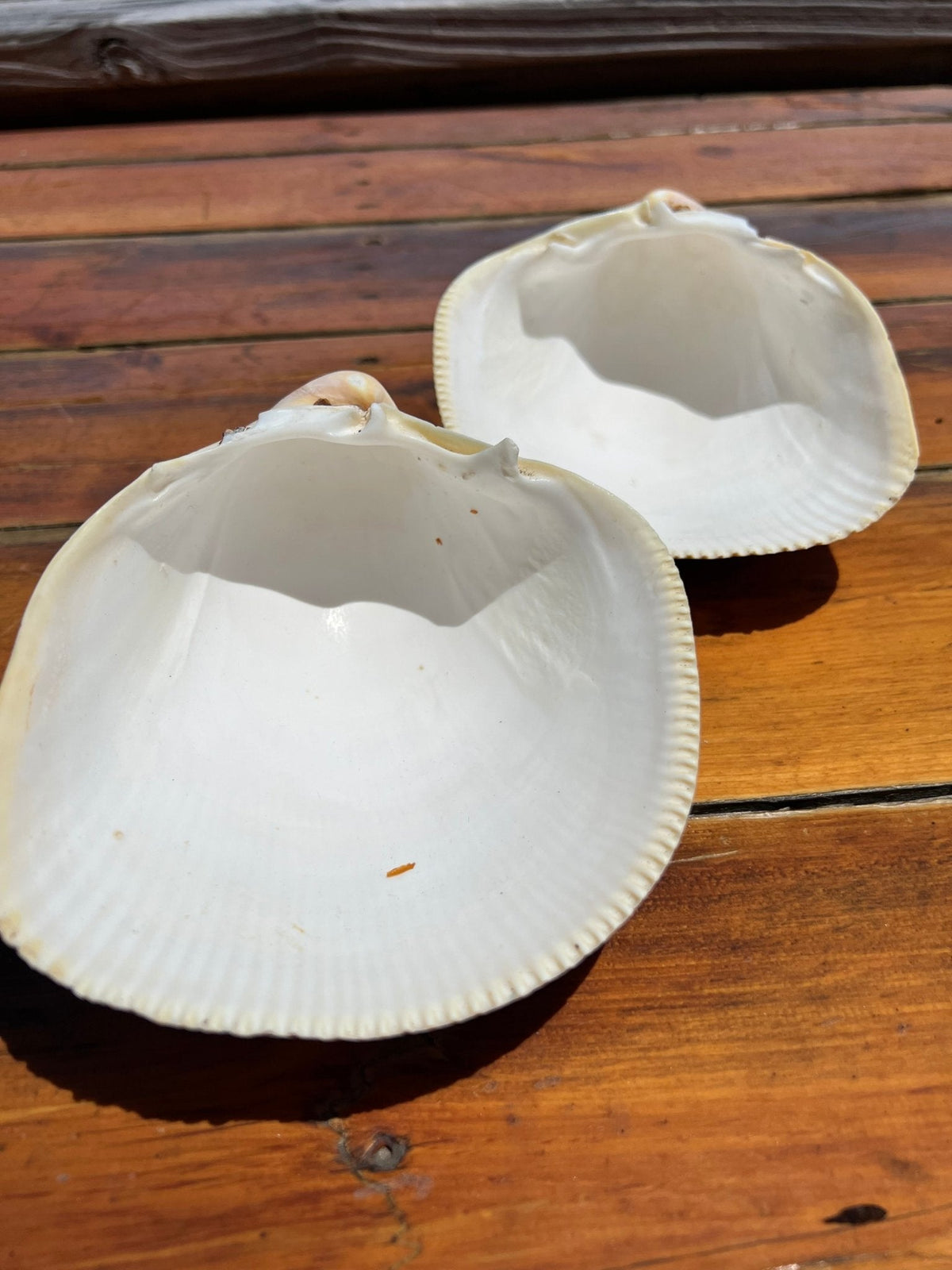Giant Pacific Heart Egg Cockle Shell Pair 5-6" (Laevicardium elatum)