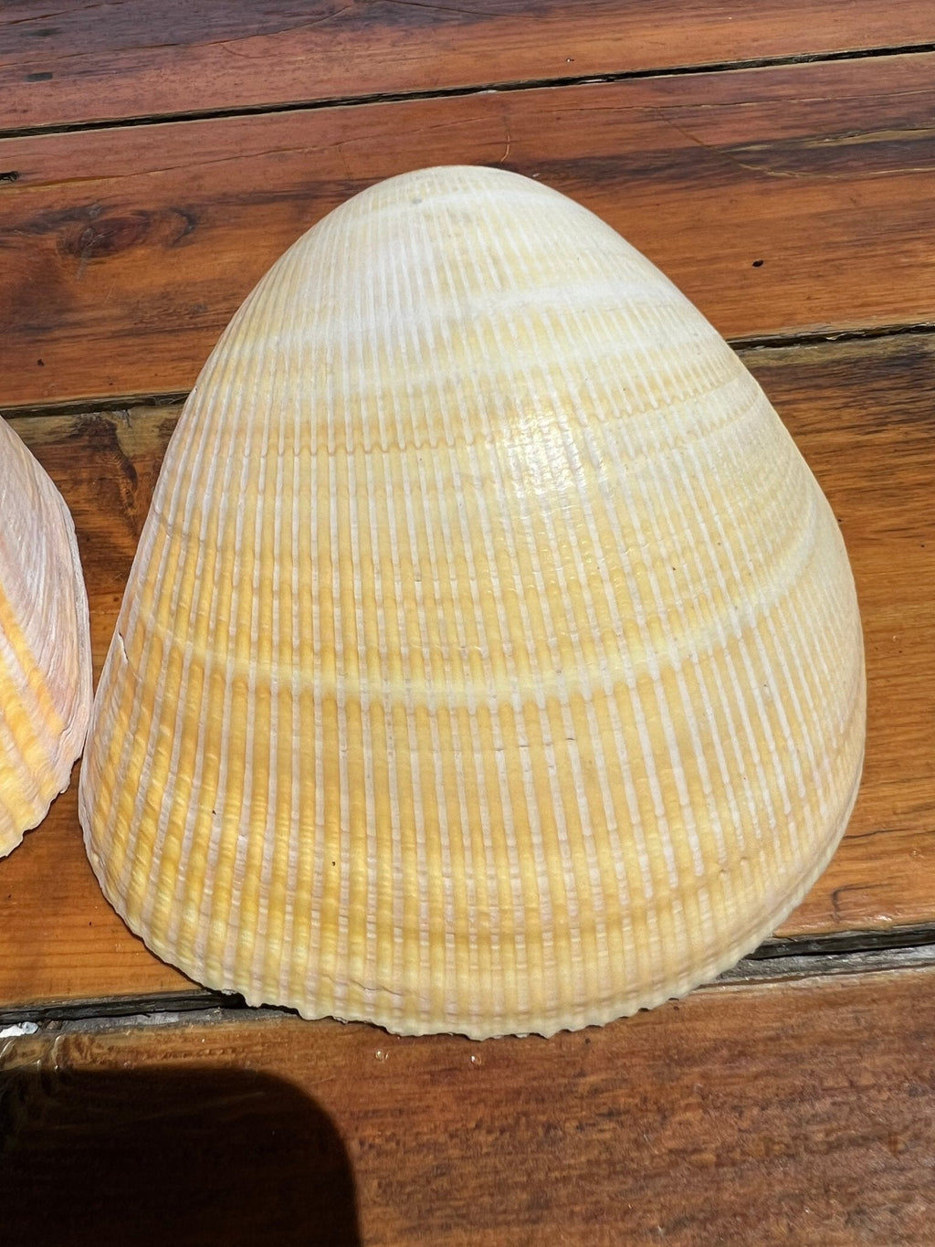 Giant Pacific Heart Egg Cockle Shell Pair 5-6" (Laevicardium elatum)