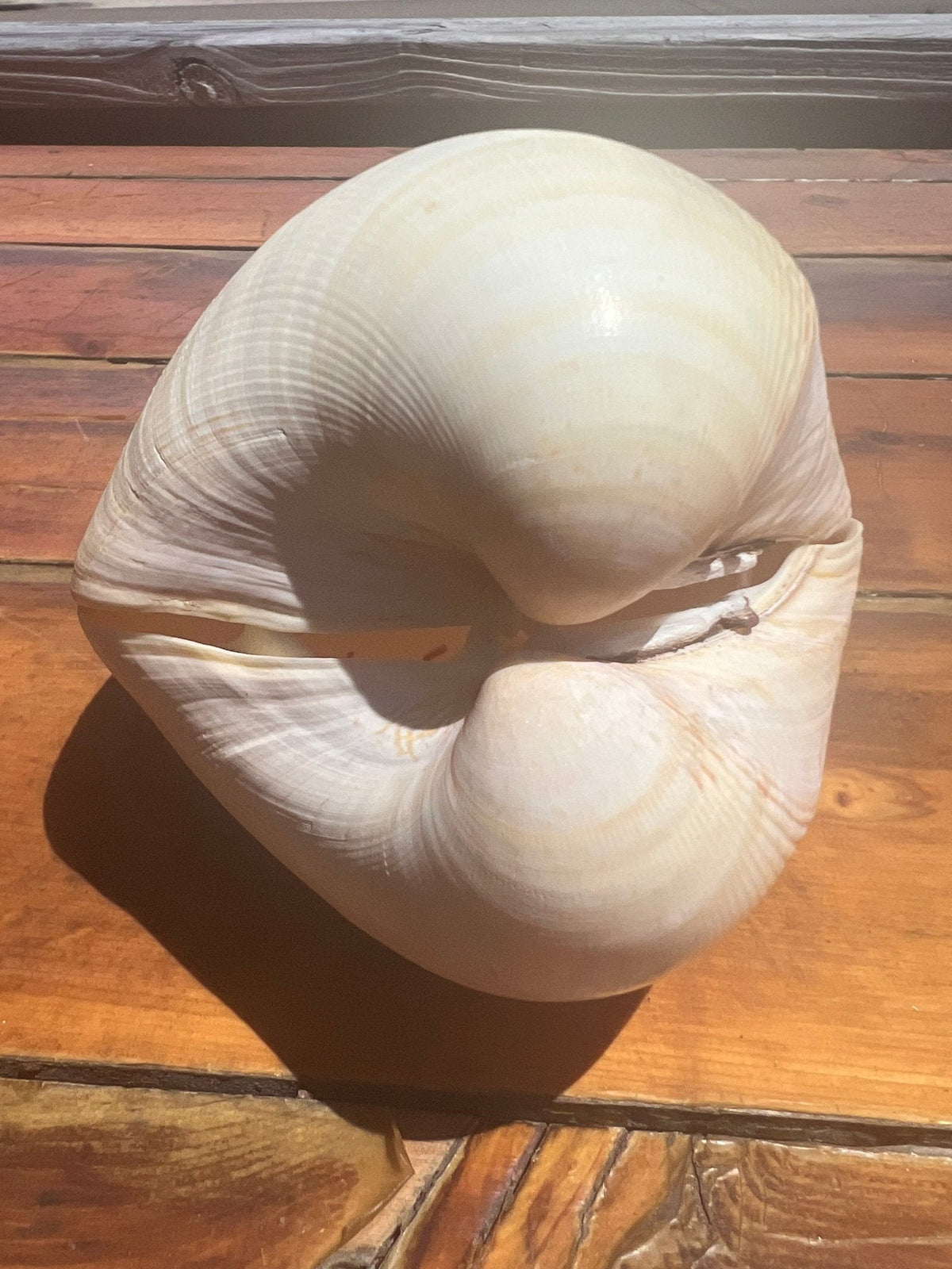 Giant Pacific Heart Egg Cockle Shell Pair 5-6" (Laevicardium elatum)