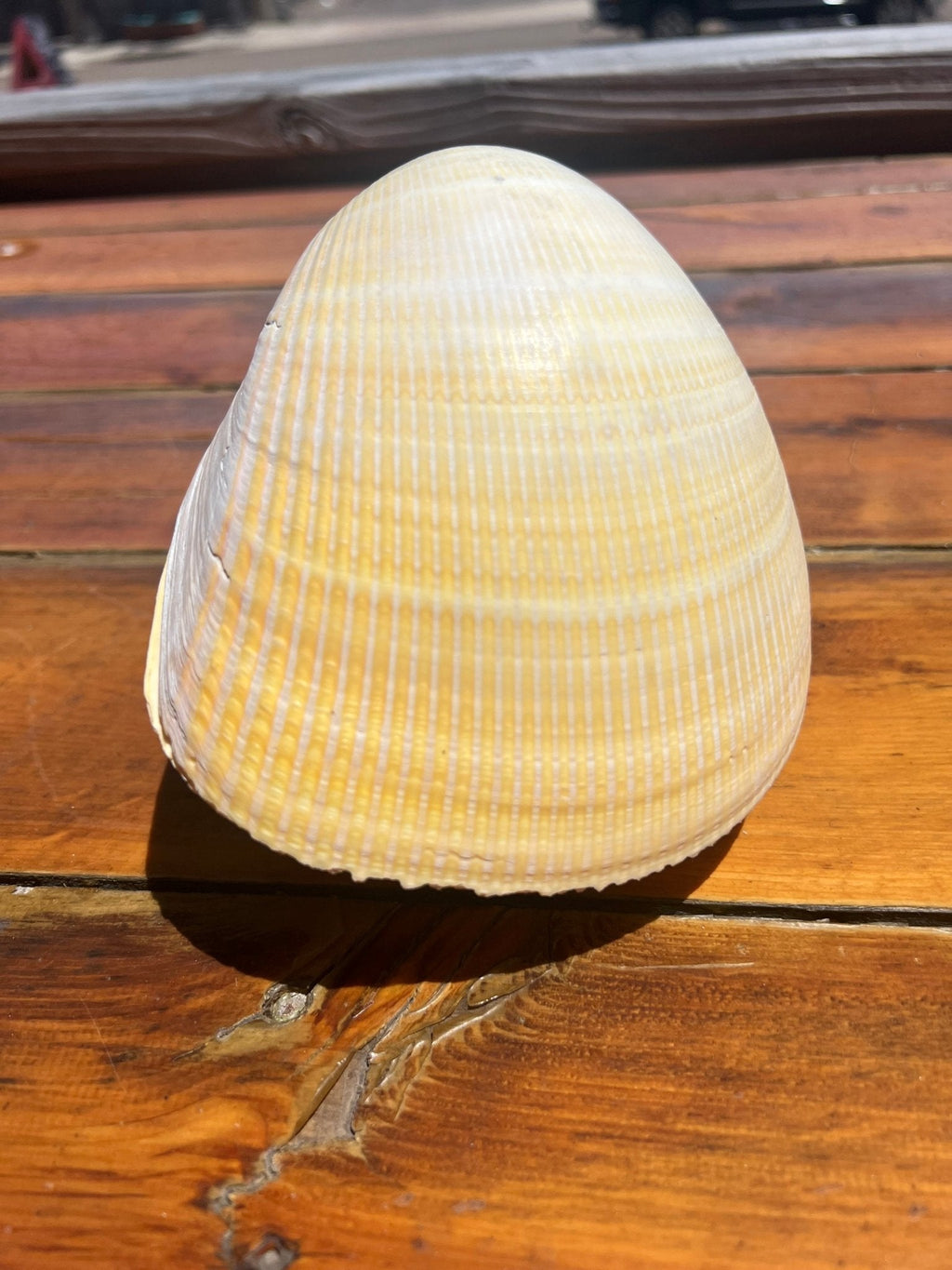 Giant Pacific Heart Egg Cockle Shell Pair 5-6" (Laevicardium elatum)