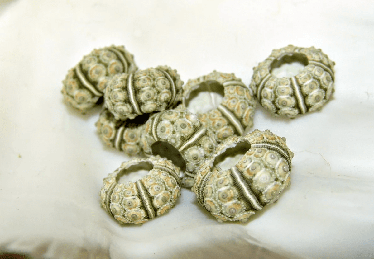 Green Sputnik Urchin Test Shell