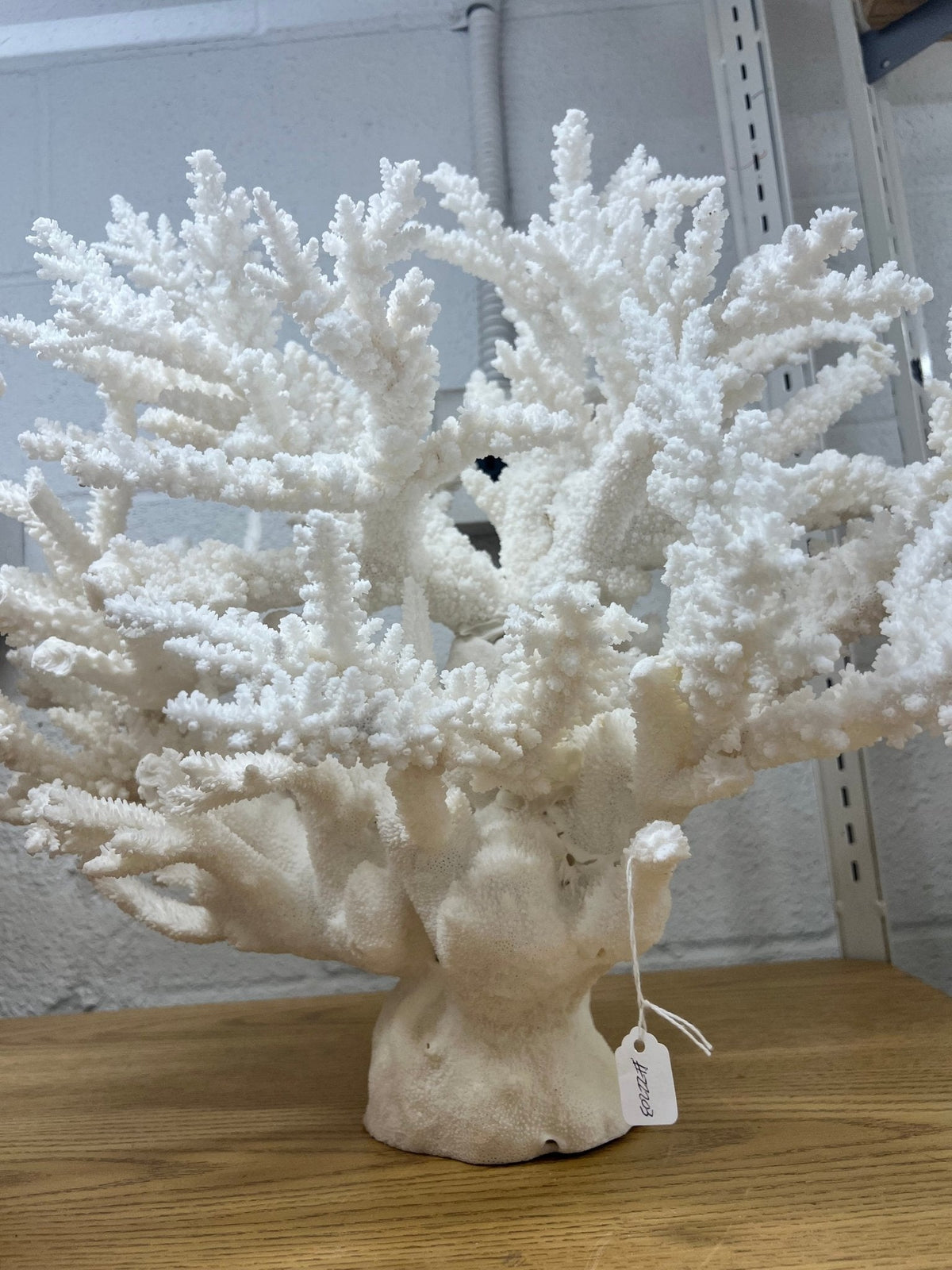 Large Branch Coral Creation- 26"x18"x7"