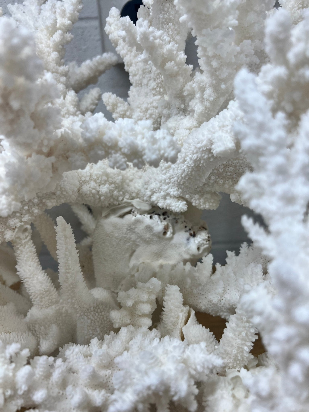 Large Branch Coral Creation- 26"x18"x7"