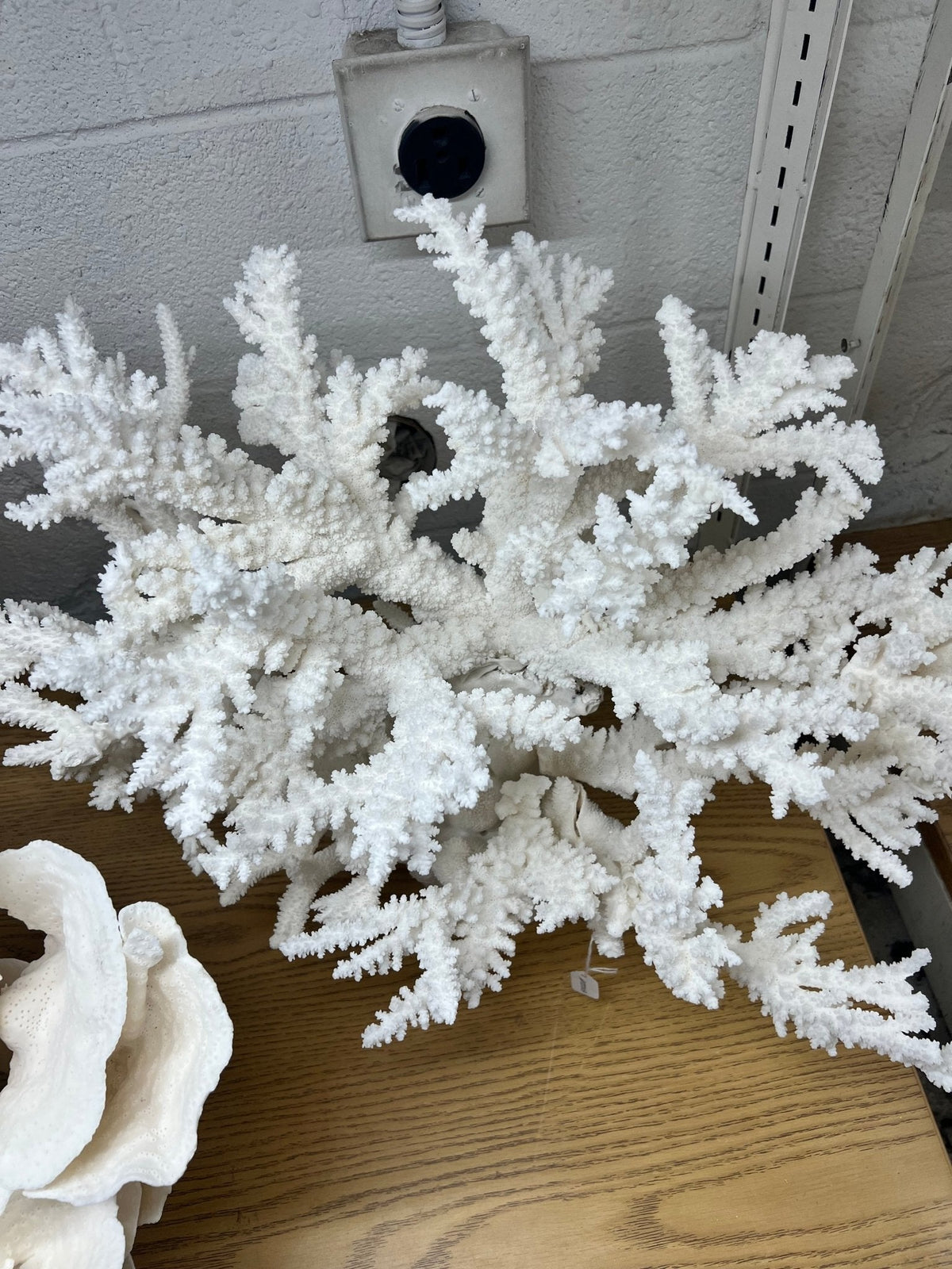 Large Branch Coral Creation- 26"x18"x7"