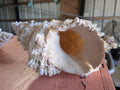 Giant Frog Conch Shell - Tutufa bubo - Multiple Size Options 6-11"