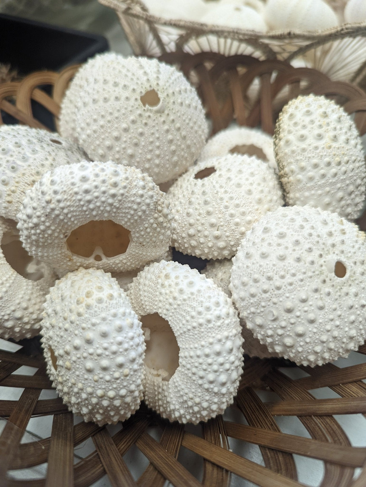 Large Pale Urchin Shell
