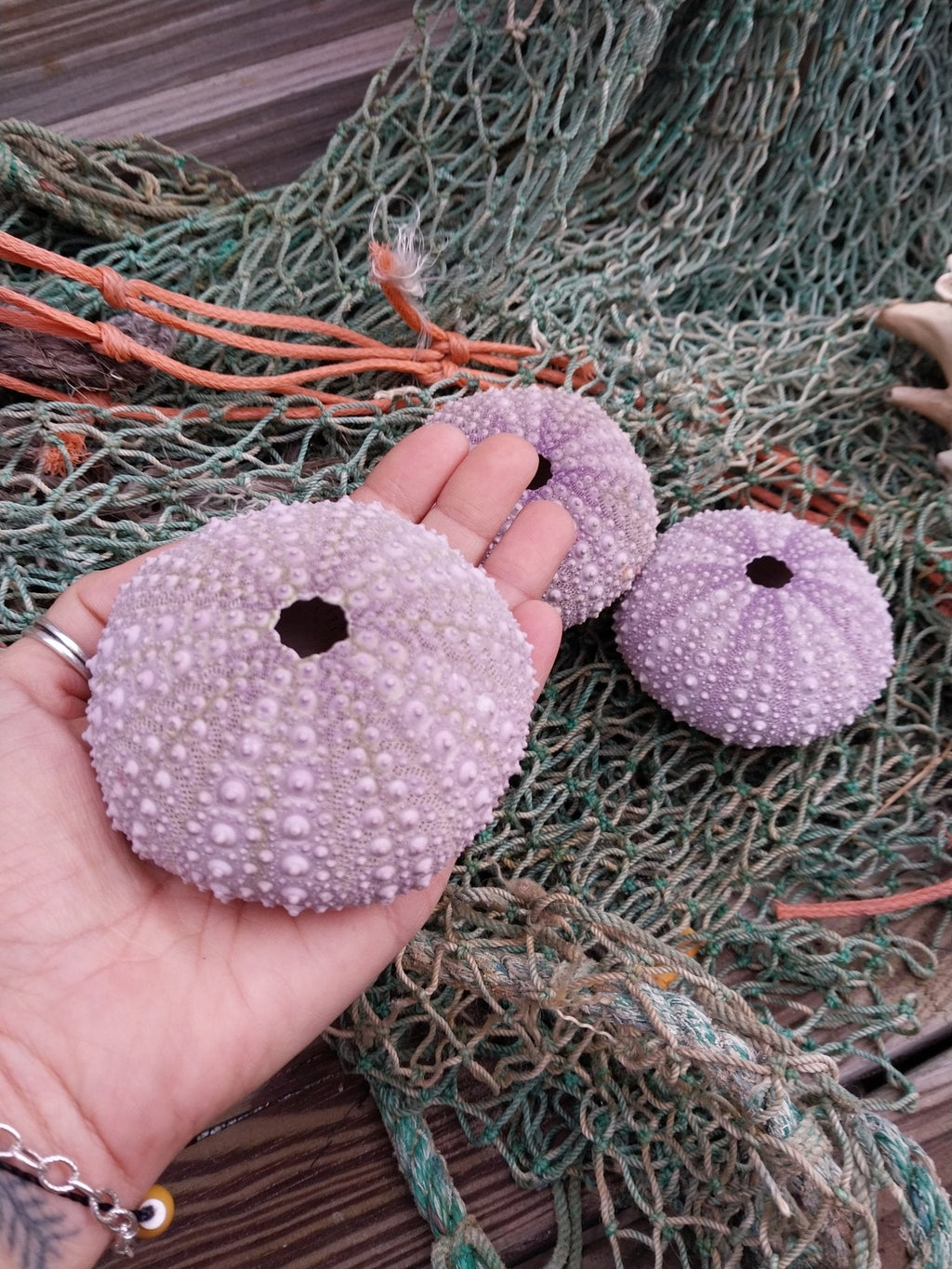 Large Pacific Purple Sea Urchin Shell