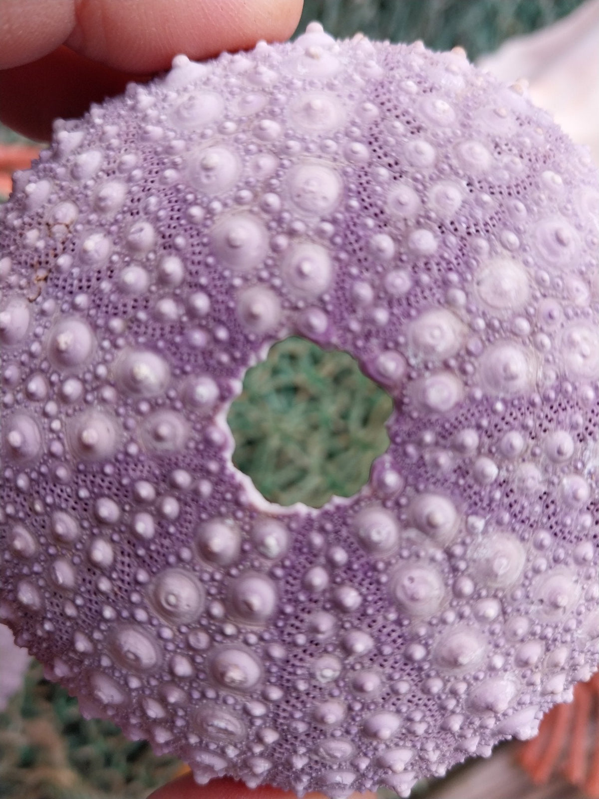 Large Pacific Purple Sea Urchin Shell