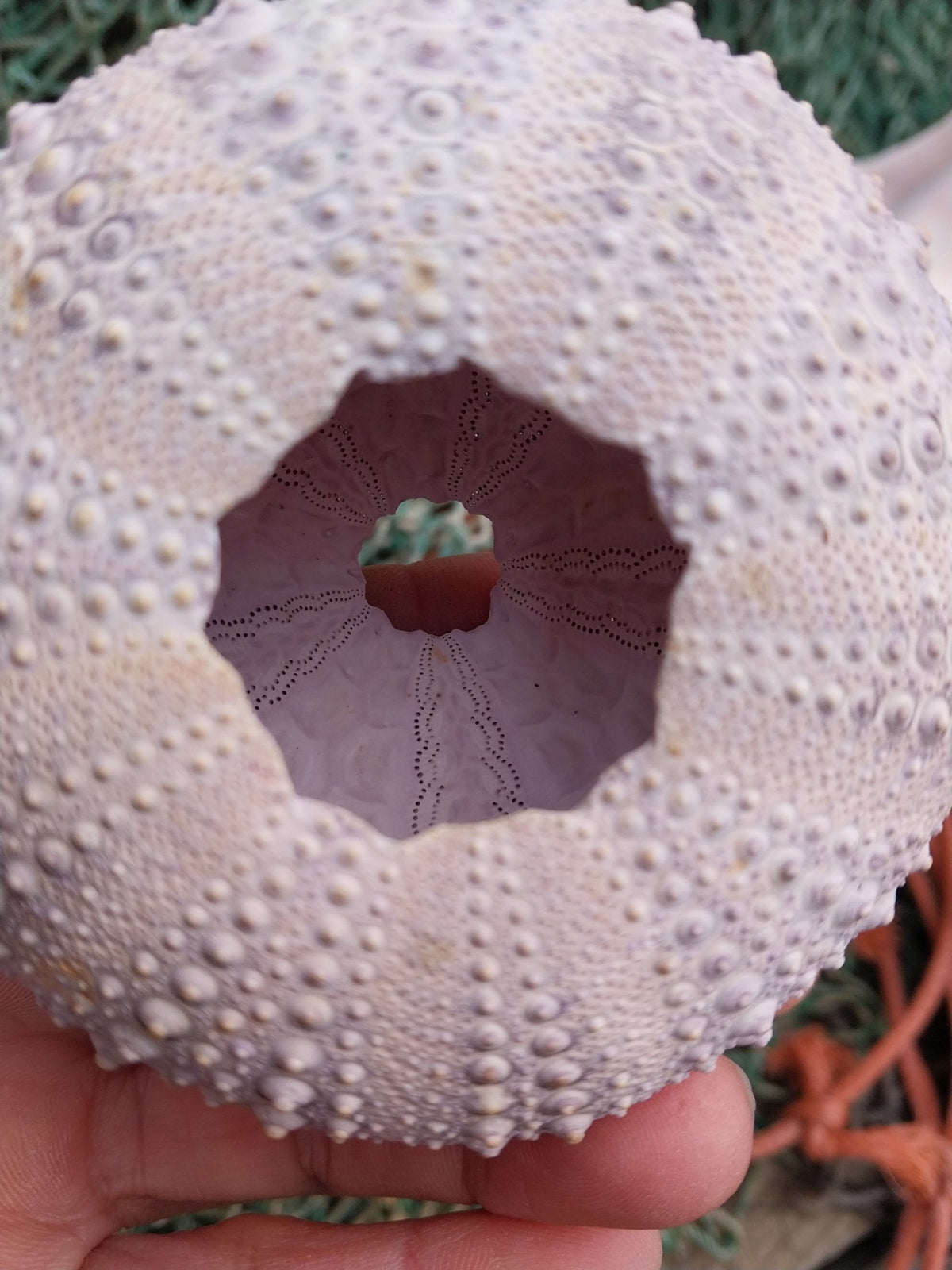 Large Pacific Purple Sea Urchin Shell