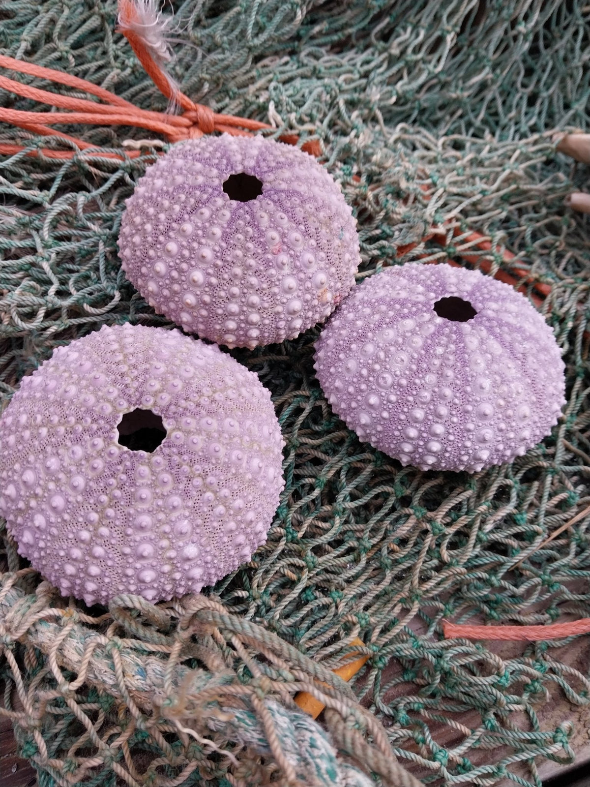 Large Pacific Purple Sea Urchin Shell