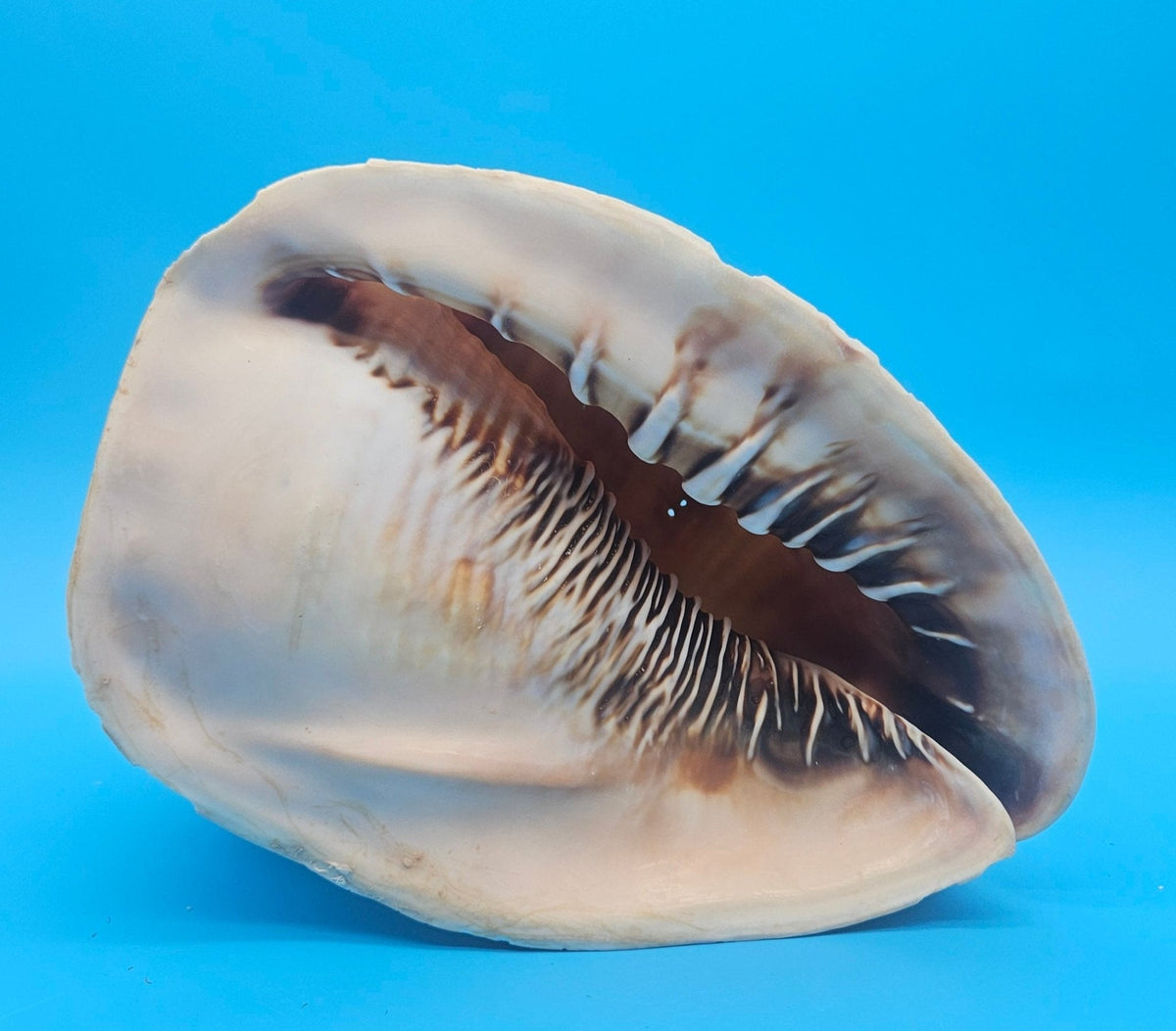 Queen Emperor Helmet Shell (Cassis Madagascariensis)
