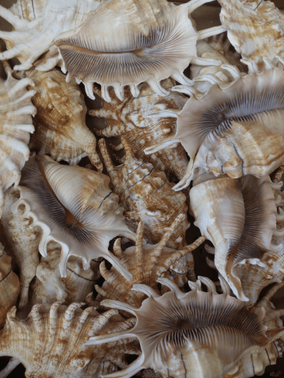 Millipede Shell Lambis Millipedia Spider Shell