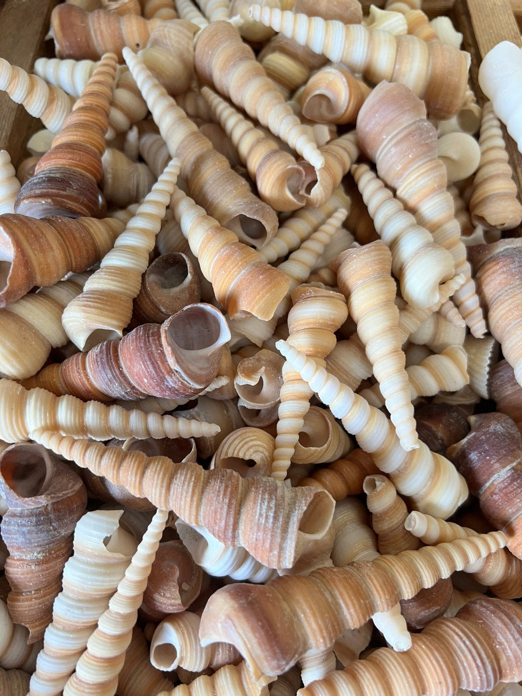 Natural Terebra Turritella Shells