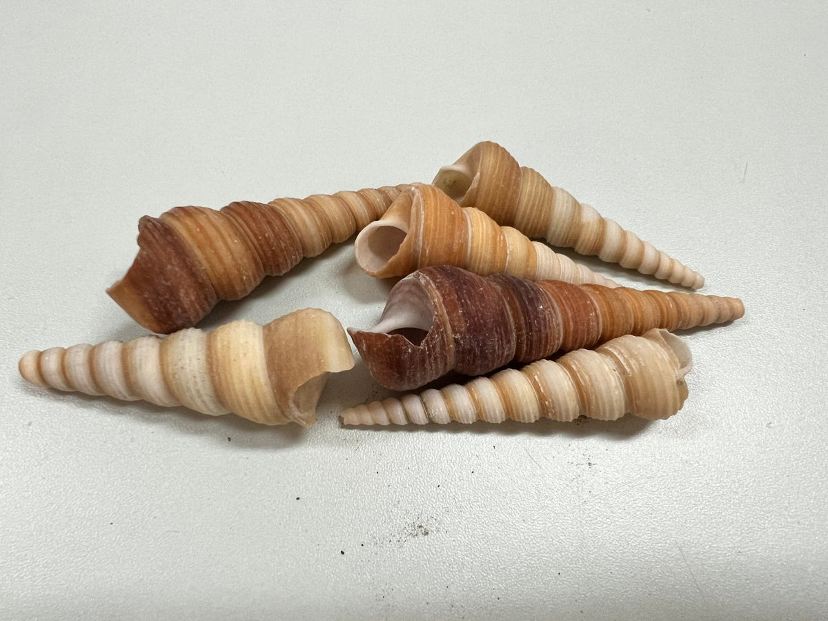 Natural Terebra Turritella Shells