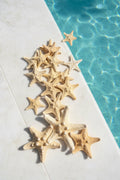 Natural Tan Armoured Knobby Thorny Starfish
