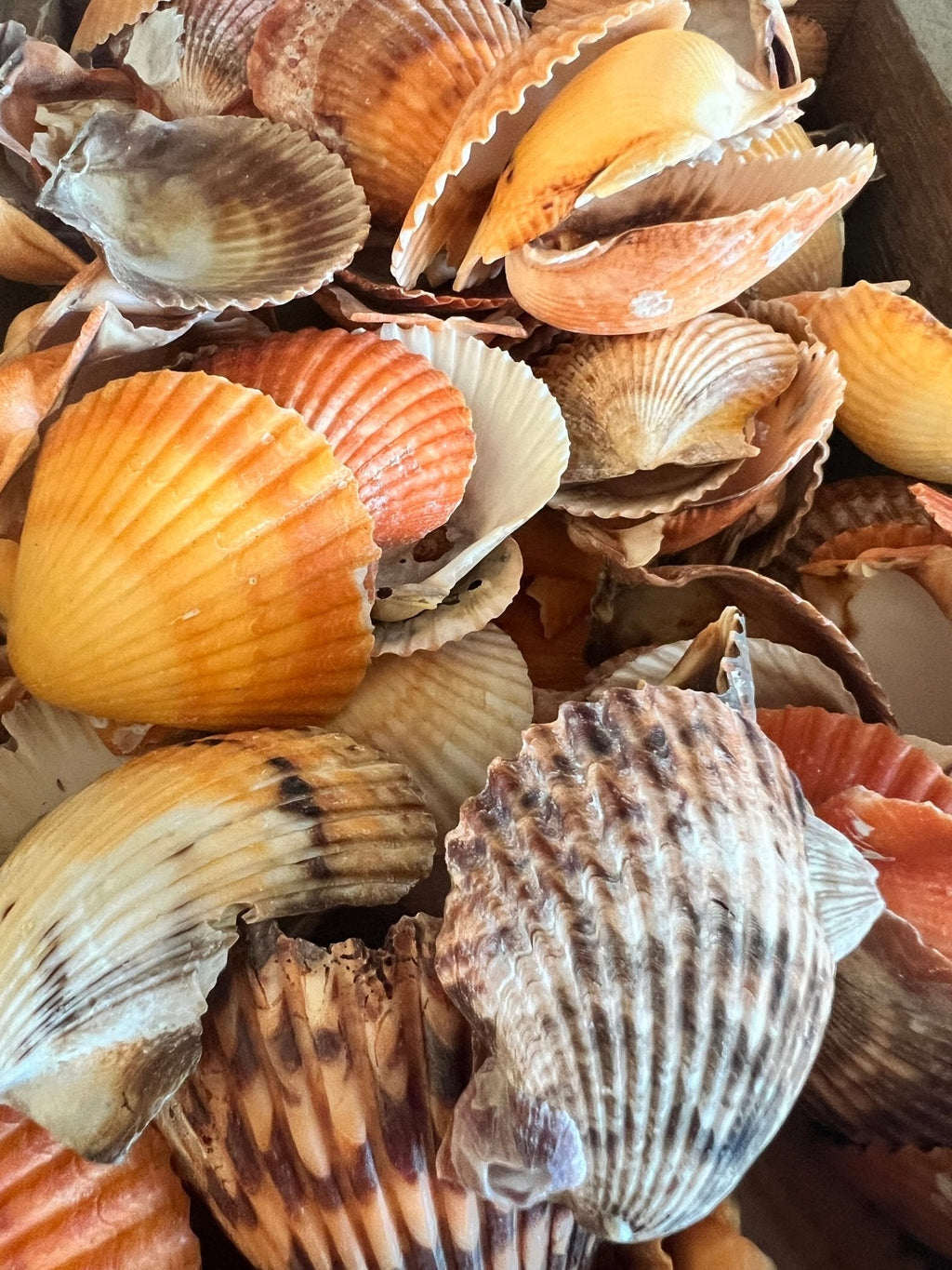 Orange Pectin Scallop Shells