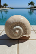 Polished Crowned Baler Melon Shell VOLUTA DIADEMA